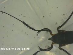 Rheumatobates rileyi