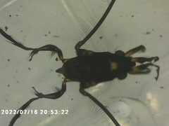 Rheumatobates rileyi