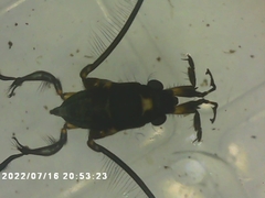 Rheumatobates rileyi