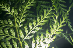 Asplenium gracillimum