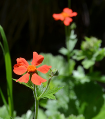 Geum coccineum