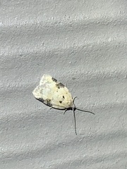 Acleris subnivana