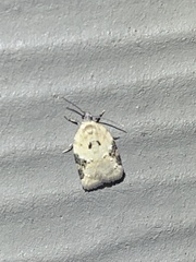 Acleris subnivana