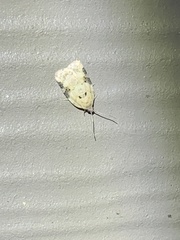 Acleris subnivana