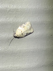 Acleris subnivana