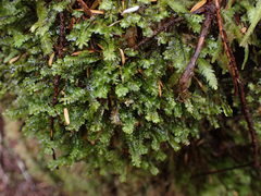 Macrodiplophyllum rubrum