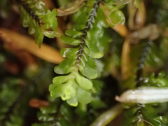 Macrodiplophyllum rubrum