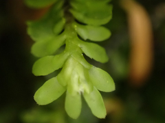 Macrodiplophyllum rubrum