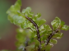 Macrodiplophyllum rubrum