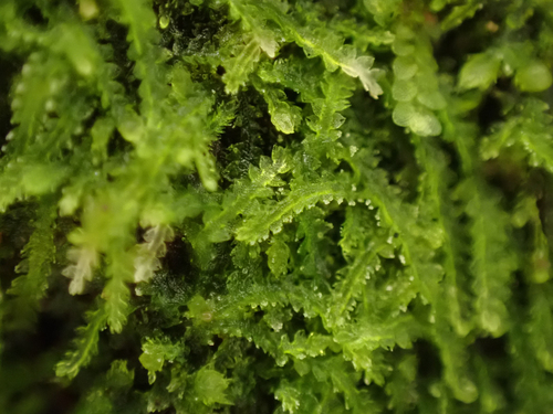 Fuscocephaloziopsis connivens