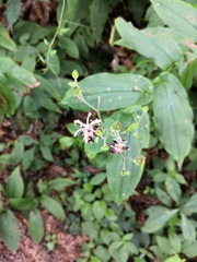 Tricyrtis macropoda