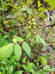 Rubus parviaraliifolius