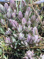 Chloropyron maritimum