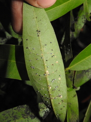 Euthoracaphis umbellulariae