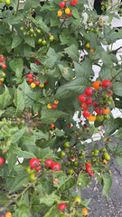 Solanum dulcamara