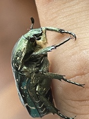 Protaetia brevitarsis brevitarsis