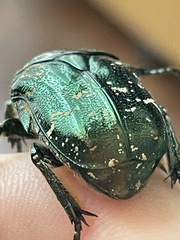 Protaetia brevitarsis brevitarsis