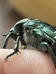 Protaetia brevitarsis brevitarsis