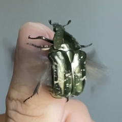 Protaetia brevitarsis brevitarsis