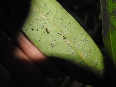 Euthoracaphis umbellulariae