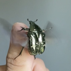 Protaetia brevitarsis brevitarsis