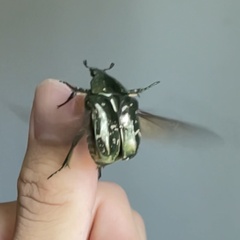 Protaetia brevitarsis brevitarsis