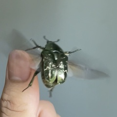 Protaetia brevitarsis brevitarsis