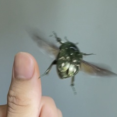 Protaetia brevitarsis brevitarsis