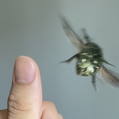 Protaetia brevitarsis brevitarsis