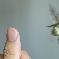 Protaetia brevitarsis brevitarsis