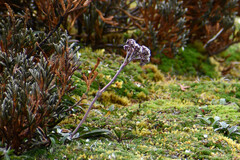 Valeriana adscendens