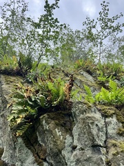 Polypodium vulgare