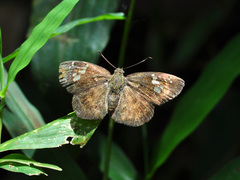Pseudocoladenia fabia