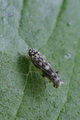 Eupteryx urticae