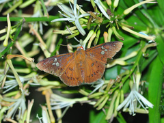 Capila phanaeus