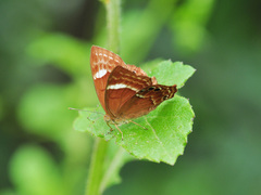 Abisara geza