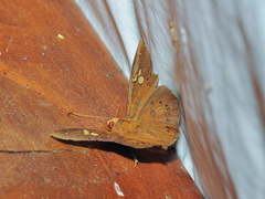 Capila phanaeus