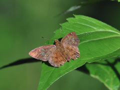Pseudocoladenia
