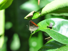 Rapala iarbus iarbus