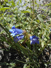 Penstemon speciosus