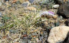 Goniolimon speciosum