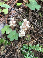 Pityopus californicus