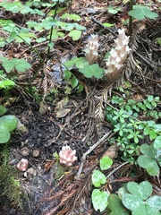 Pityopus californicus