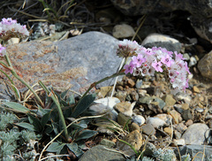 Goniolimon speciosum