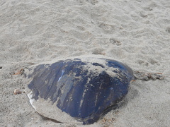 Lepidochelys olivacea