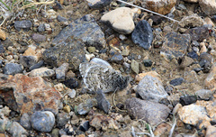 Pseudochazara hippolyte