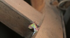 Choristostigma