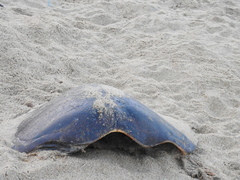 Lepidochelys olivacea