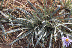 Ancathia igniaria