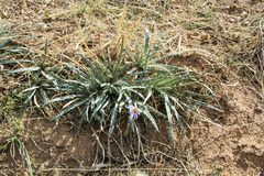Ancathia igniaria